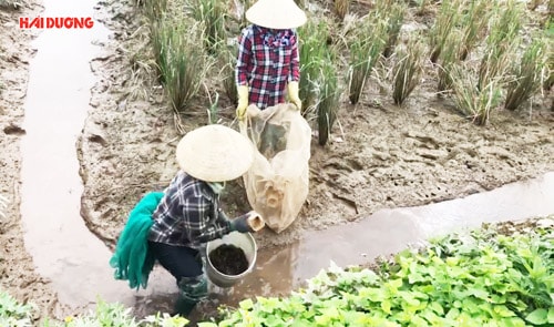 Bắt cáy trên vùng đất bãi An Thanh